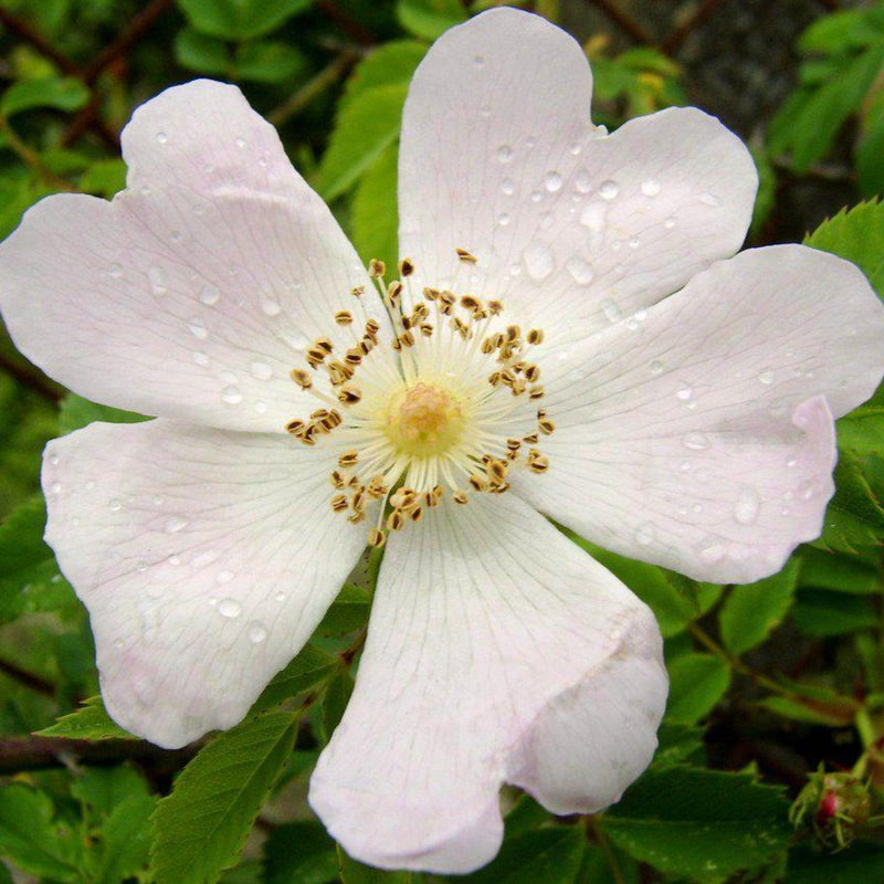 Field Rose flower (Rosa arvensis)