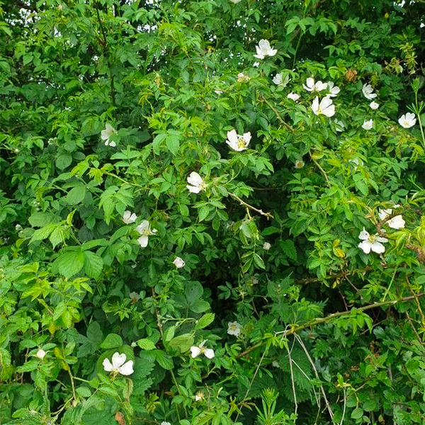 field rose (rosa arvensis)