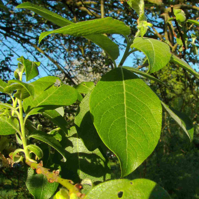 Goat Willow leaf (Salix caprea)