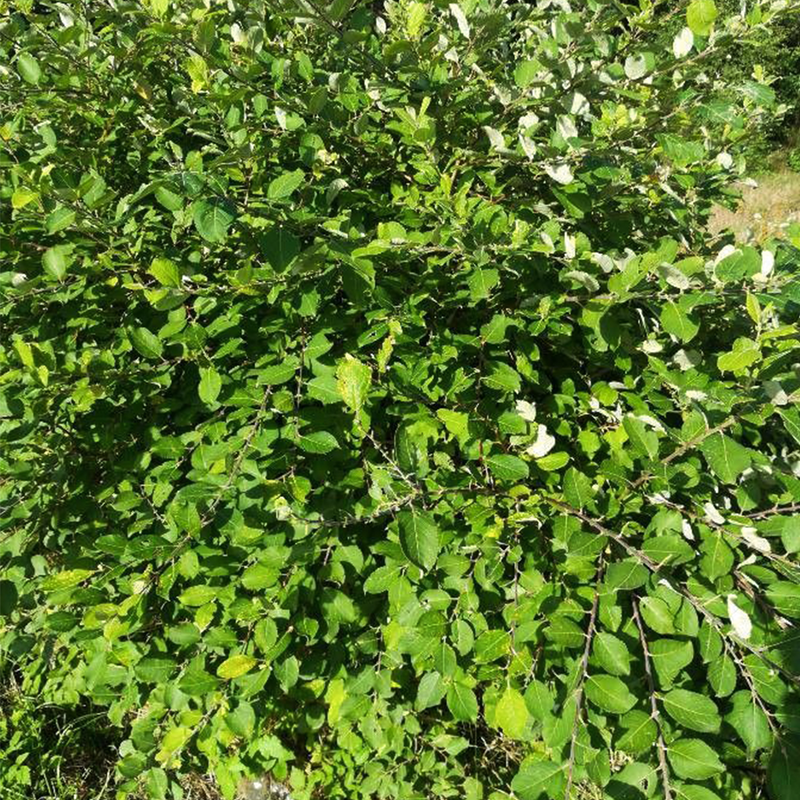 goat willow (salix caprea)