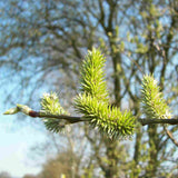 Goat Willow (Salix caprea) 