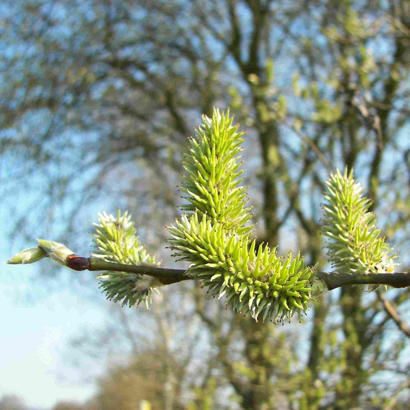 Goat Willow (Salix caprea) 