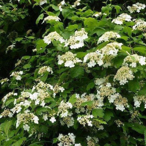 Guelder rose hedging (Viburnum opulus)