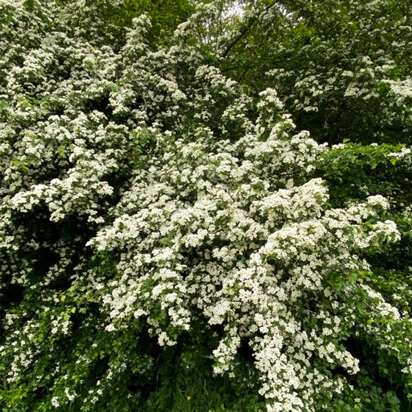 hawthorn (crataegus monogyna)
