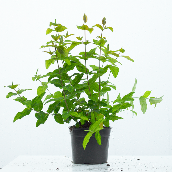 40/60cm Hypericum Golden Beacon (St John's Wort Wilhyp)