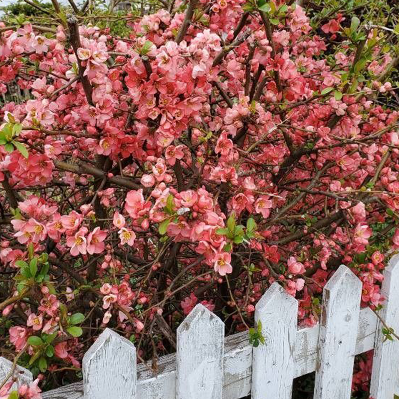 japanese quince pink lady (chaenomeles x superba pink lady)
