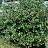 late cotoneaster (cotoneaster lacteus)