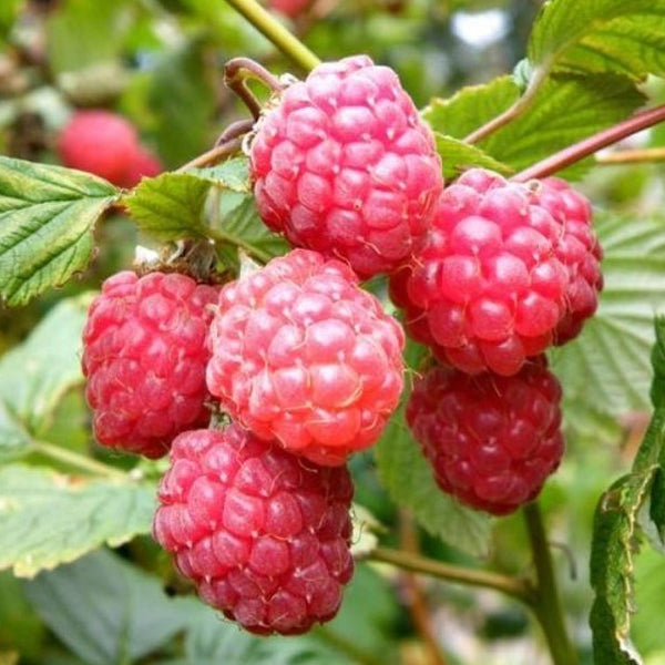 Raspberry Glen Ample (Rubus ideaus Glen Ample)