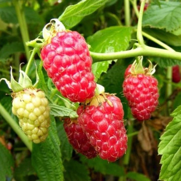 Raspberry Tulameen (Rubus ideaus Tulameen) 