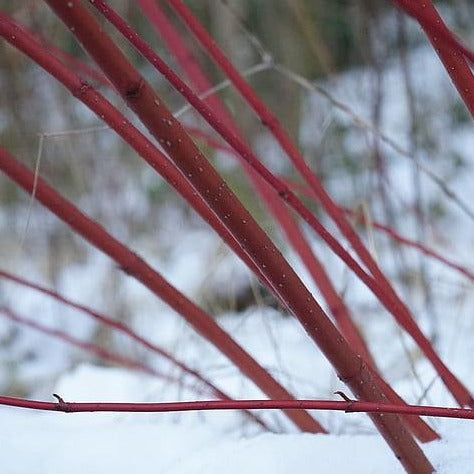 Red Stemmed Dogwood Hedging (Cornus alba)