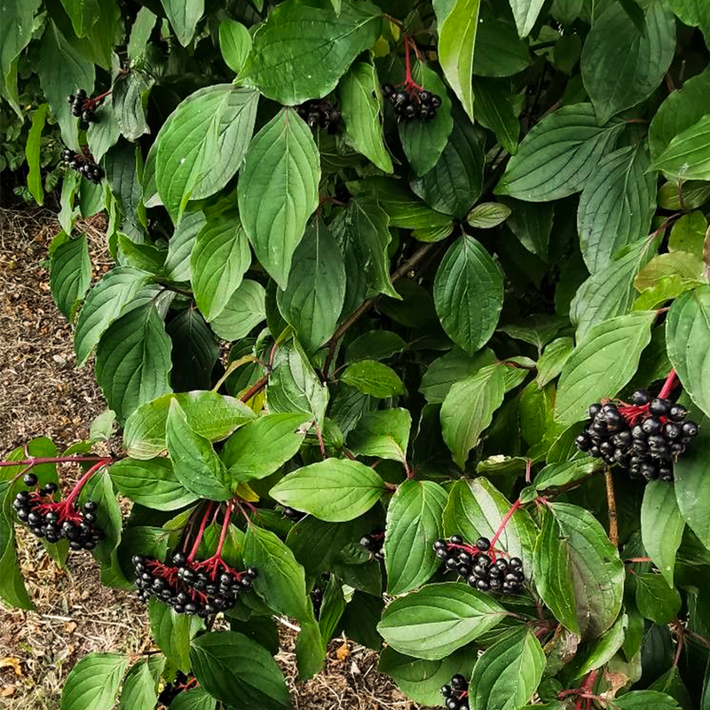 red dogwood berries (cornus alba)