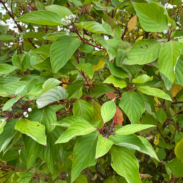 red dogwood (cornus alba)