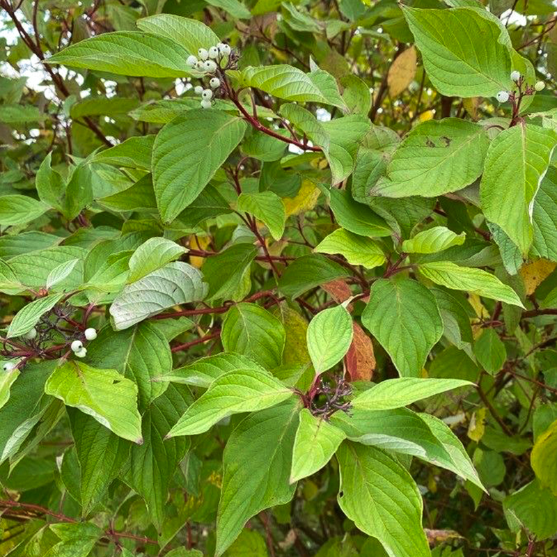 Red Dogwood (cornus alba)