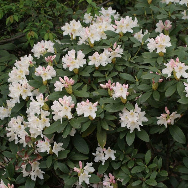 Rhododendron Cunningham's White (40/50cm pot grown)