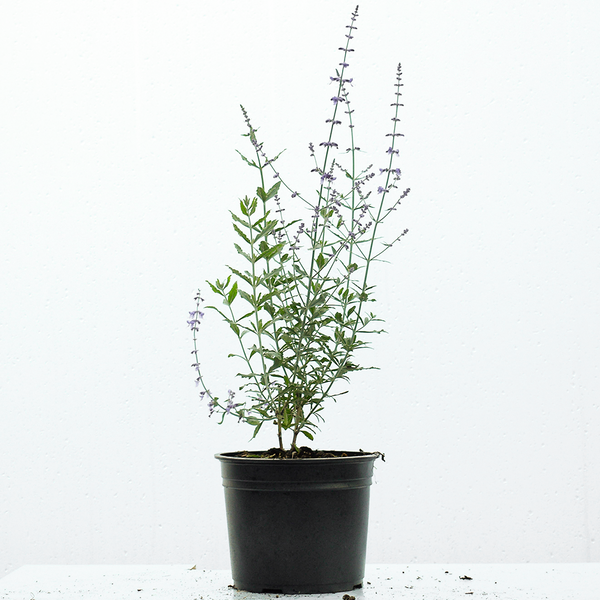 Russian Sage 20/40cm pot grown (Perovskia atriplicifolia Blue Spire)