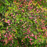 Spindle hedge (euonymus europaeus)