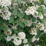 wayfaring tree flowers (viburnum lantana)