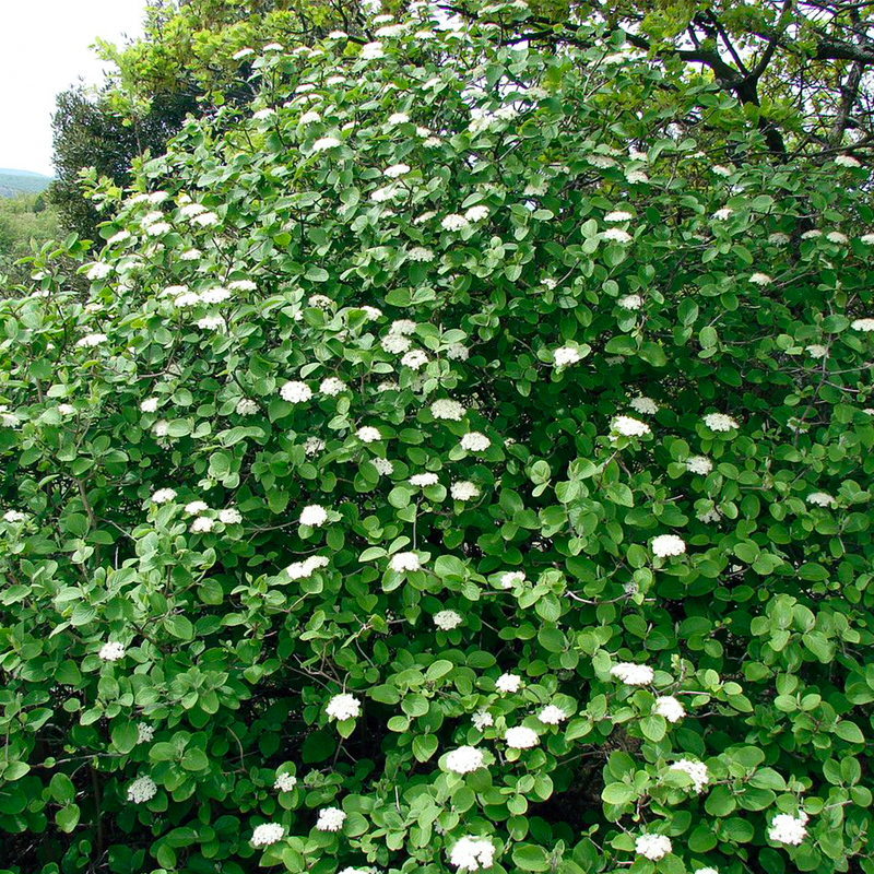 wayfaring tree hedging (viburnum lantana)