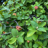 wayfaring tree flower buds and leaves (viburnum lantana)