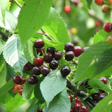 wild cherries (prunus avium)