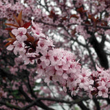 Wild Cherry flowers (prunus avium)