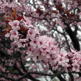 wild cherry hedging flowers (prunus avium)