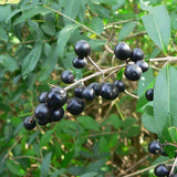 wild privet berries
