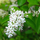 Wild Privet flowers