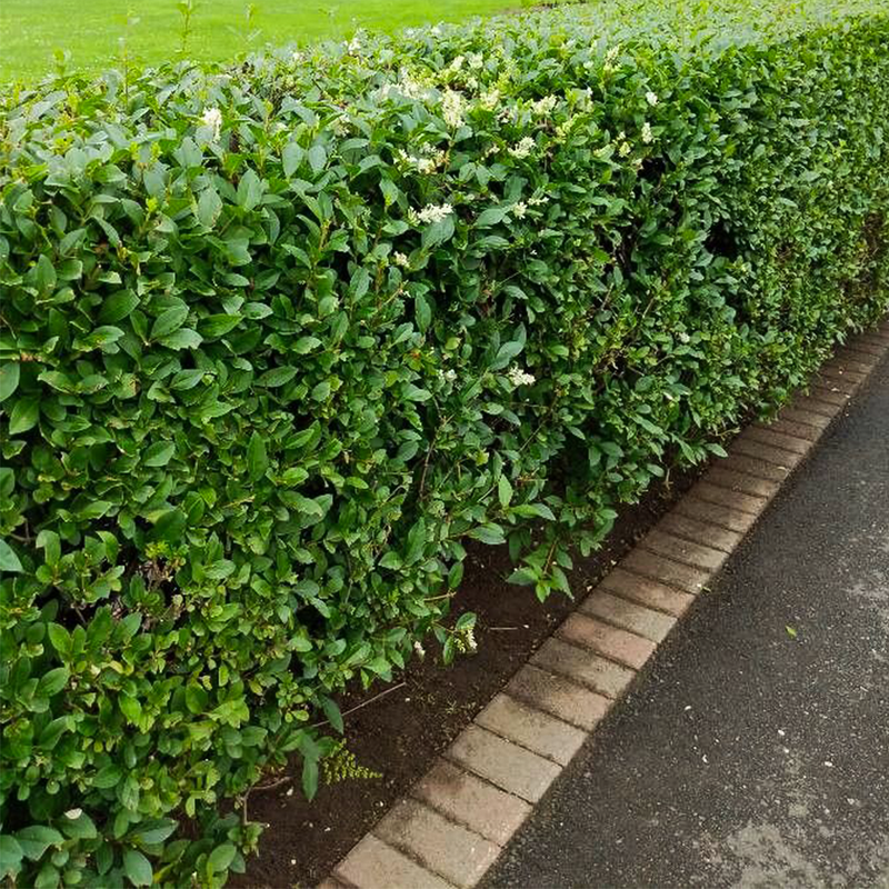 wild privet (ligustrum vulgare)