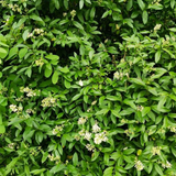 wild privet leaves (ligustrum vulgare)