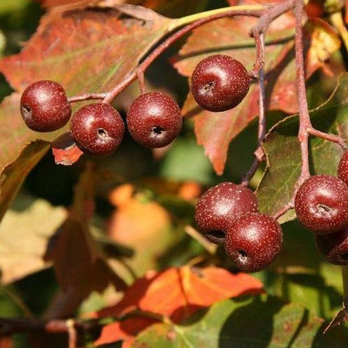 Wild Service Tree berries (Sorbus torminalis) 