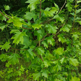 Wild service tree (sorbus torminalis)